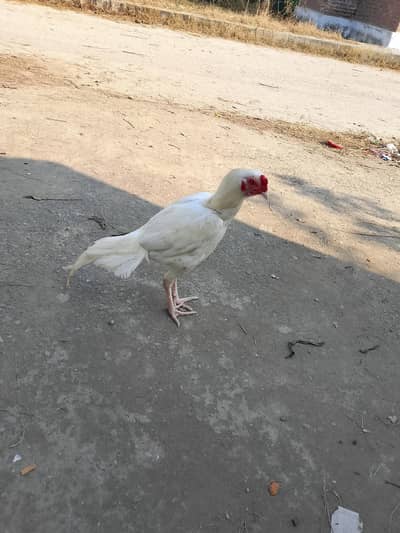 Heera Aseel male and female age 8 months