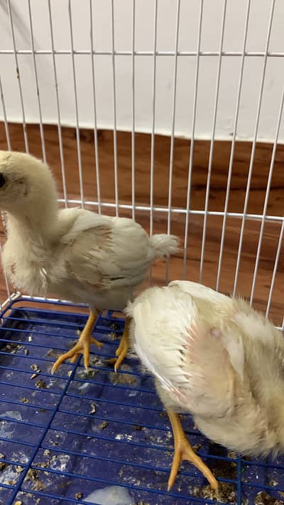 Paper white aseel heera chicks