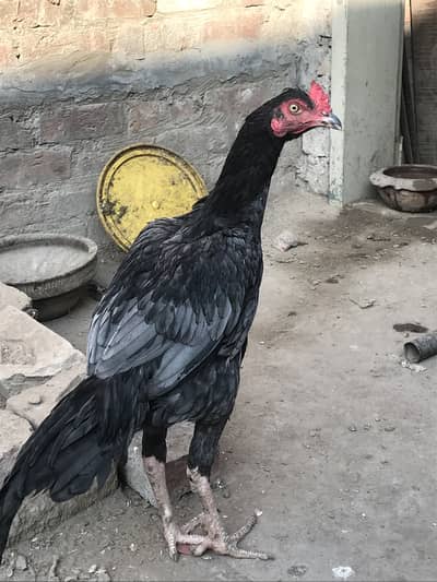 Pakistani aseel murgha