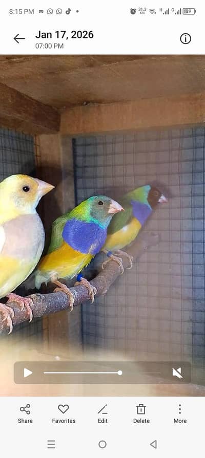 Sale breeder pair Goldian finch