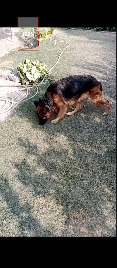 German shepherd long coat female