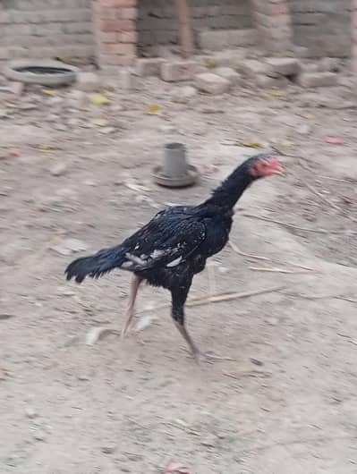 high quality Thai cross chick