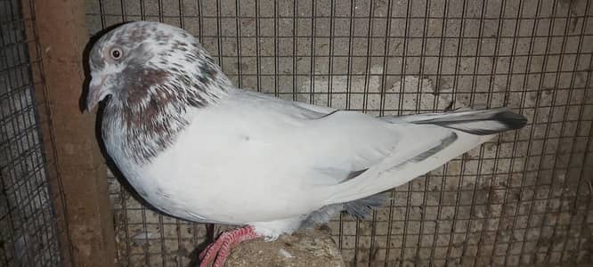 Lakha Breeder Nar For Sale.