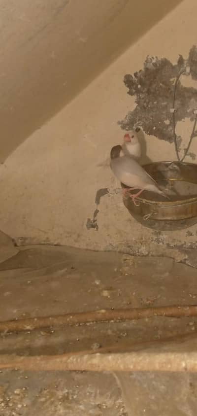 java Finch with chick's for sale