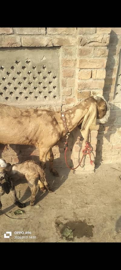 6 Dant  tota Face shera print Bakri