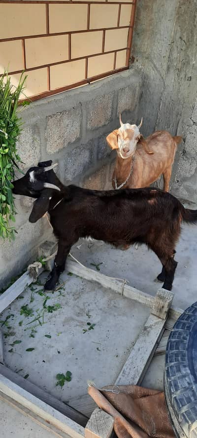 teddi bakri whatsapp 0311-8713757