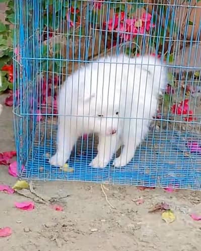 Russian dog 2month age My WhatsApp number 03013564778 for sale