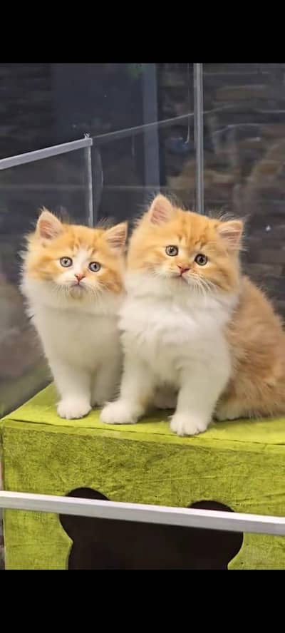 pure Persian cat vaccinated triple coated  littler ternd/ 0331/7823482