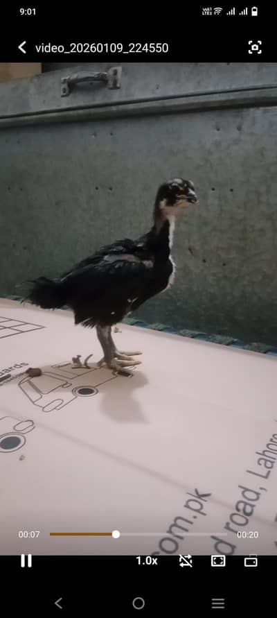 Aseel F1 Imported Blood