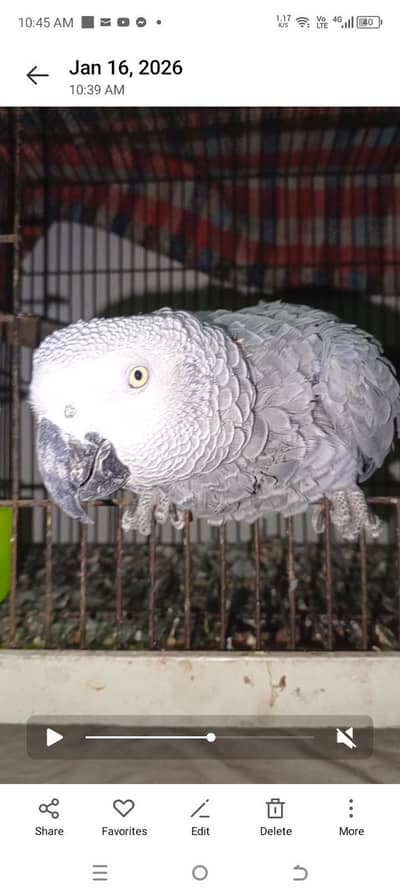 African grey parrot