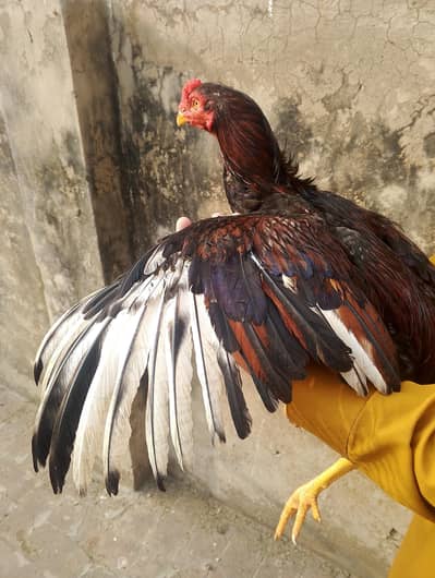 aseel forsale 03147322389