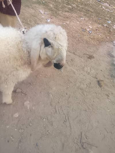 dumba urgent sell jori ha