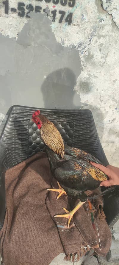 Boht Acha nasali ha g