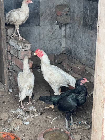 Heera Aseel breeder trio