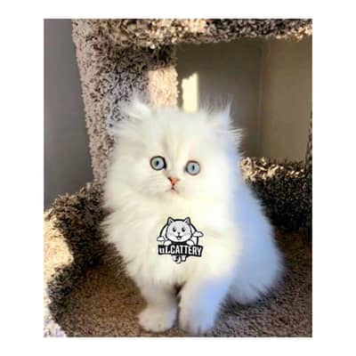 Persian British punch face piki face kitten cat available