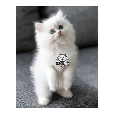 Persian British punch face piki face kitten cat available