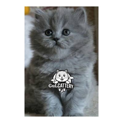 Persian British punch face piki face kitten cat available