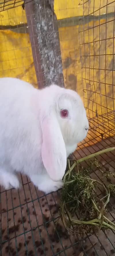 HOLEND LOOP BREEDER FEMALE AVAILABLE