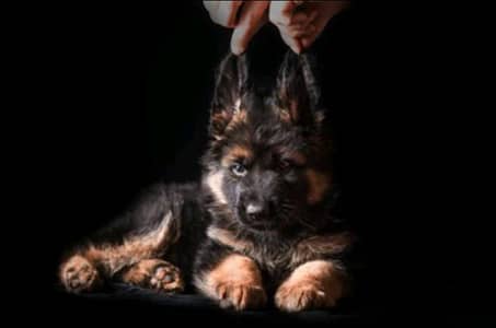 German shepherd long coat Top quality strong blood line 03115090318