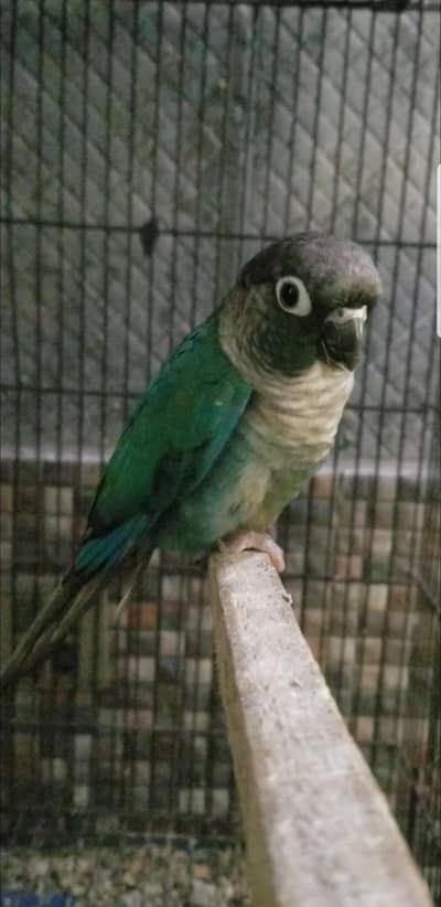 Blue Turquoise BFBC Conure Male