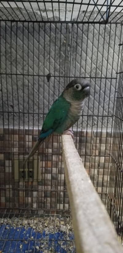 Blue Turquoise Conure And Pineapple Conure Chicks