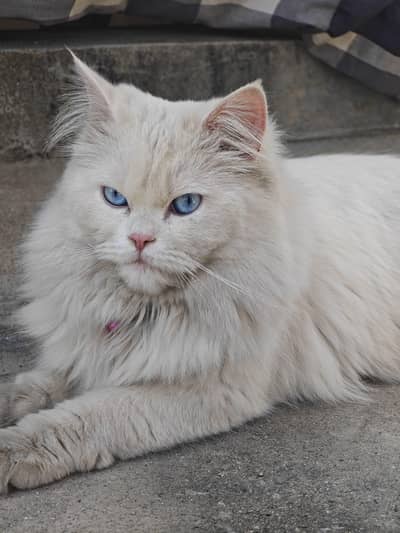 Persian Triple Coated Male Very Friendly