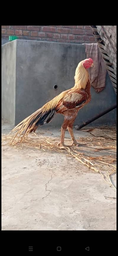 Pure Indian Parrot Beak Top Quality Linage Breeder.