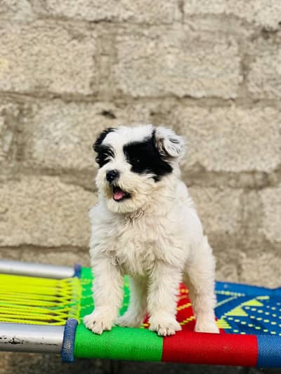 Shitzu puppies for sale / dogs for sale