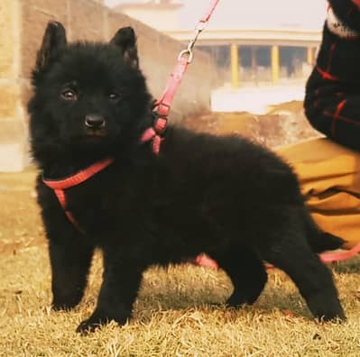 black German Shepherd puppies for sale