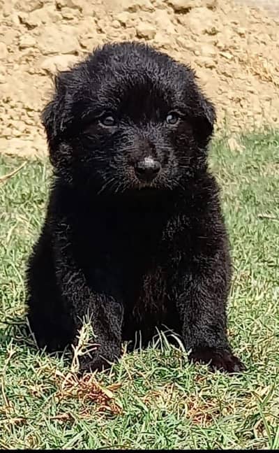 German Shepherd | black n tan Shepherd | gsd dog | puppy |puppies
