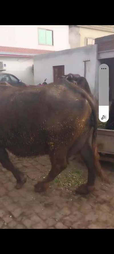 urgent sale or exchange