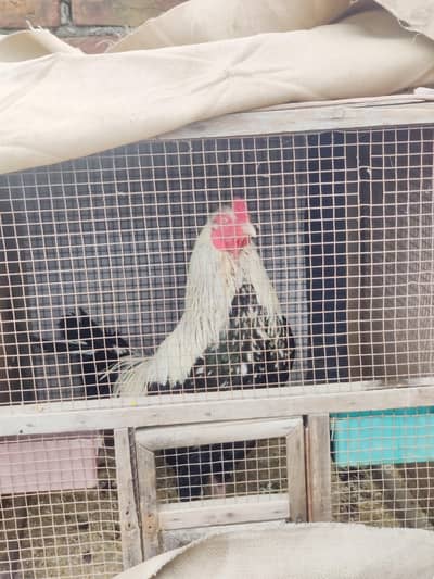 Aseel Jawa pair for Sale Healthy and Active