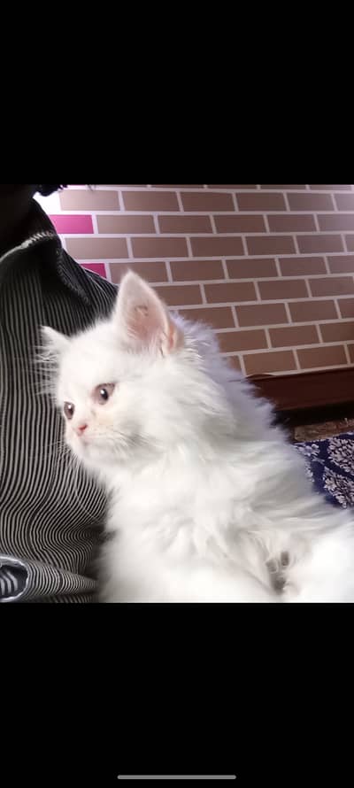 Persian cat