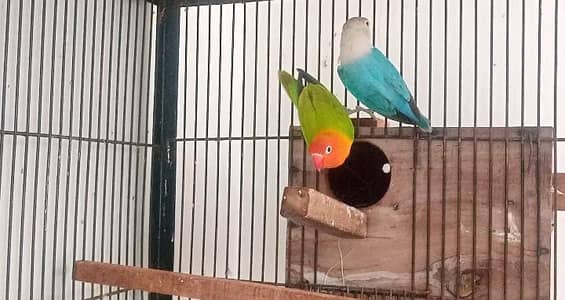 Blue oplain female and Green oplain male