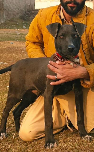 gultair  male 2 month for sale