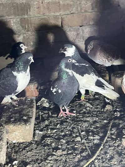 Sharazi breader pairs for sell