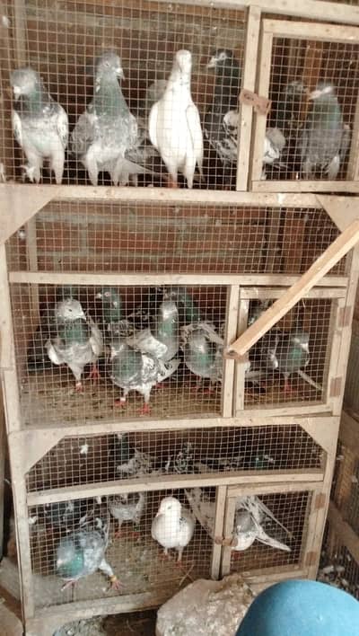 teady,rampuri,kasori,