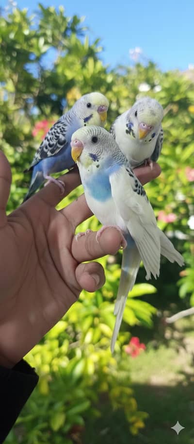 TAMED CUTE BUDGIE PROPER TAMED ZERO BITE FRIENDLY BIRDS FOR SALE