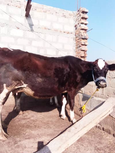 Frisian jersey cross cow for sale