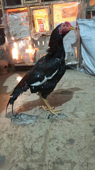 ASEEL MIANWALI PATHA.