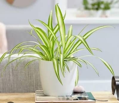  Healthy Green Plants for Home & Office | Buy Now