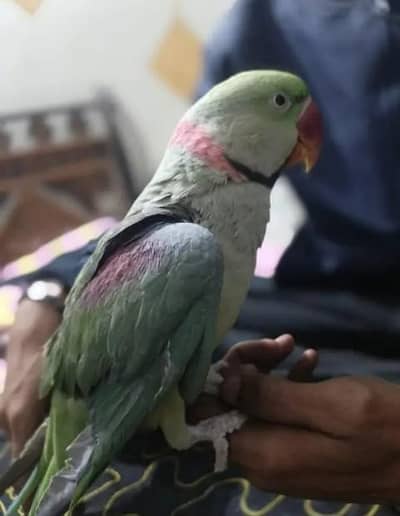 kashmiri raw parrot hand train my what's no 0313-----1709----302