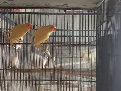Albino & cremino Breeder pairs with chick's available