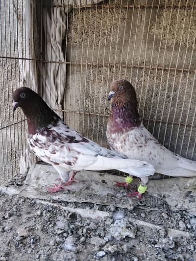 High flyer breeder pairs