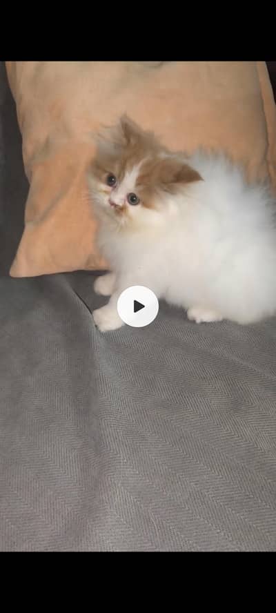 persian kitten