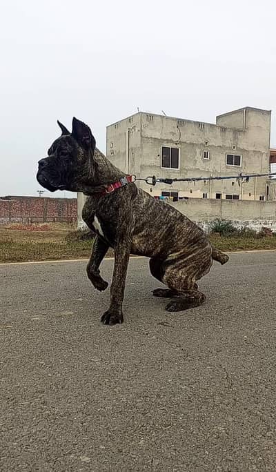 canecorso puppy import quality