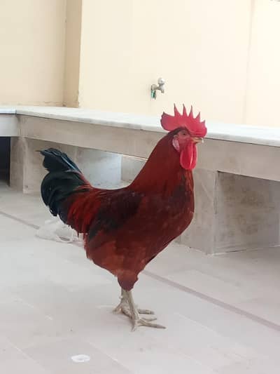 Misri murga for sell