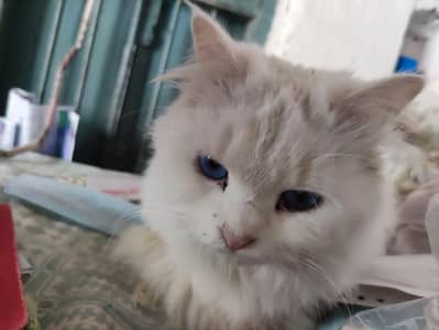 Persian double coated cats