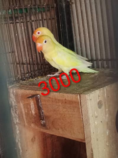 Breeder pairs 03201045171