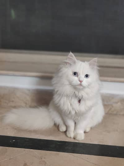 Triple Coated Persian White Male cat, vaccinated & litter trained